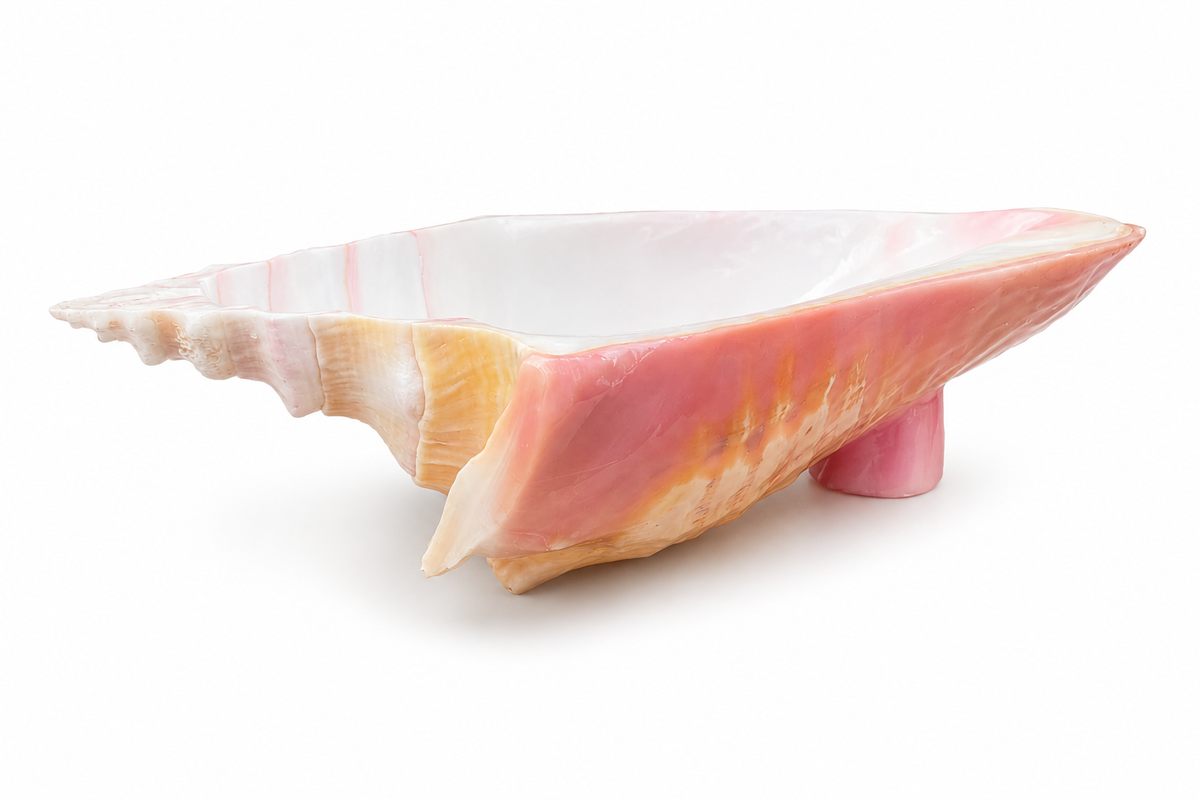 Conch Bowls